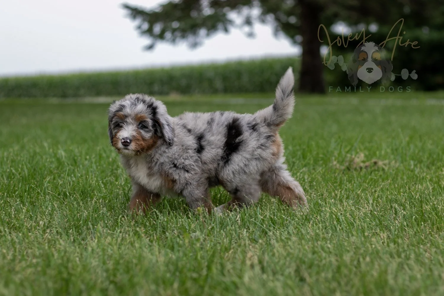 Rachel Bernedoodle Puppy-4.jpg