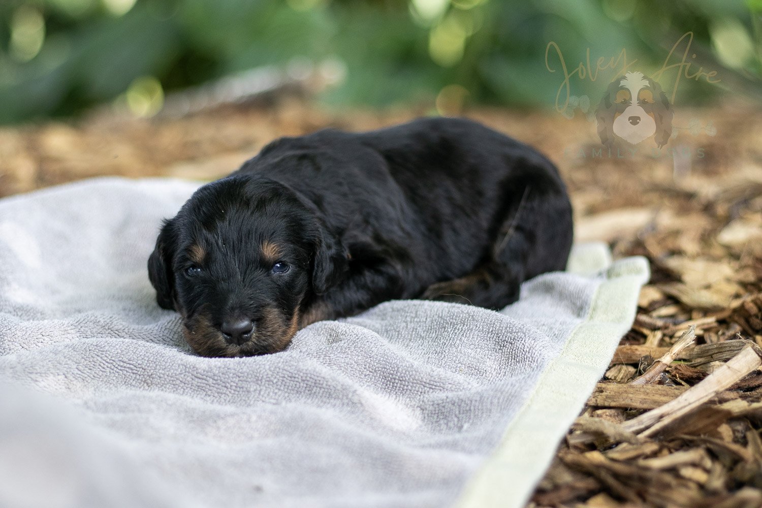 Olympic Bernedoodle Puppy-127.jpg