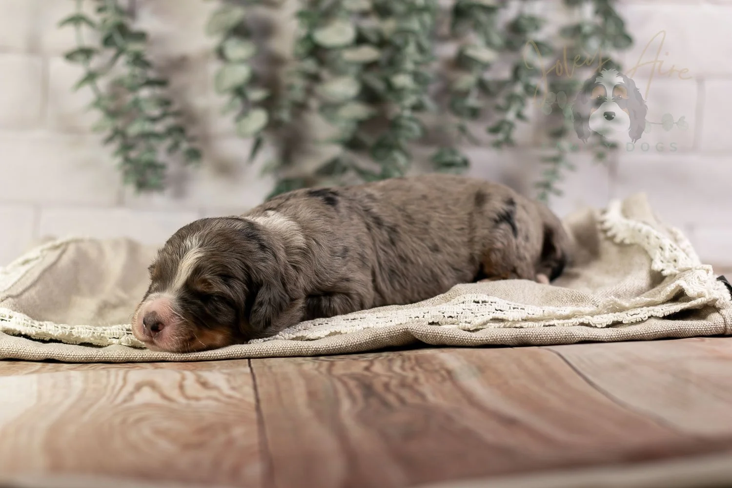 Drum Bernedoodle Puppy-1.jpg