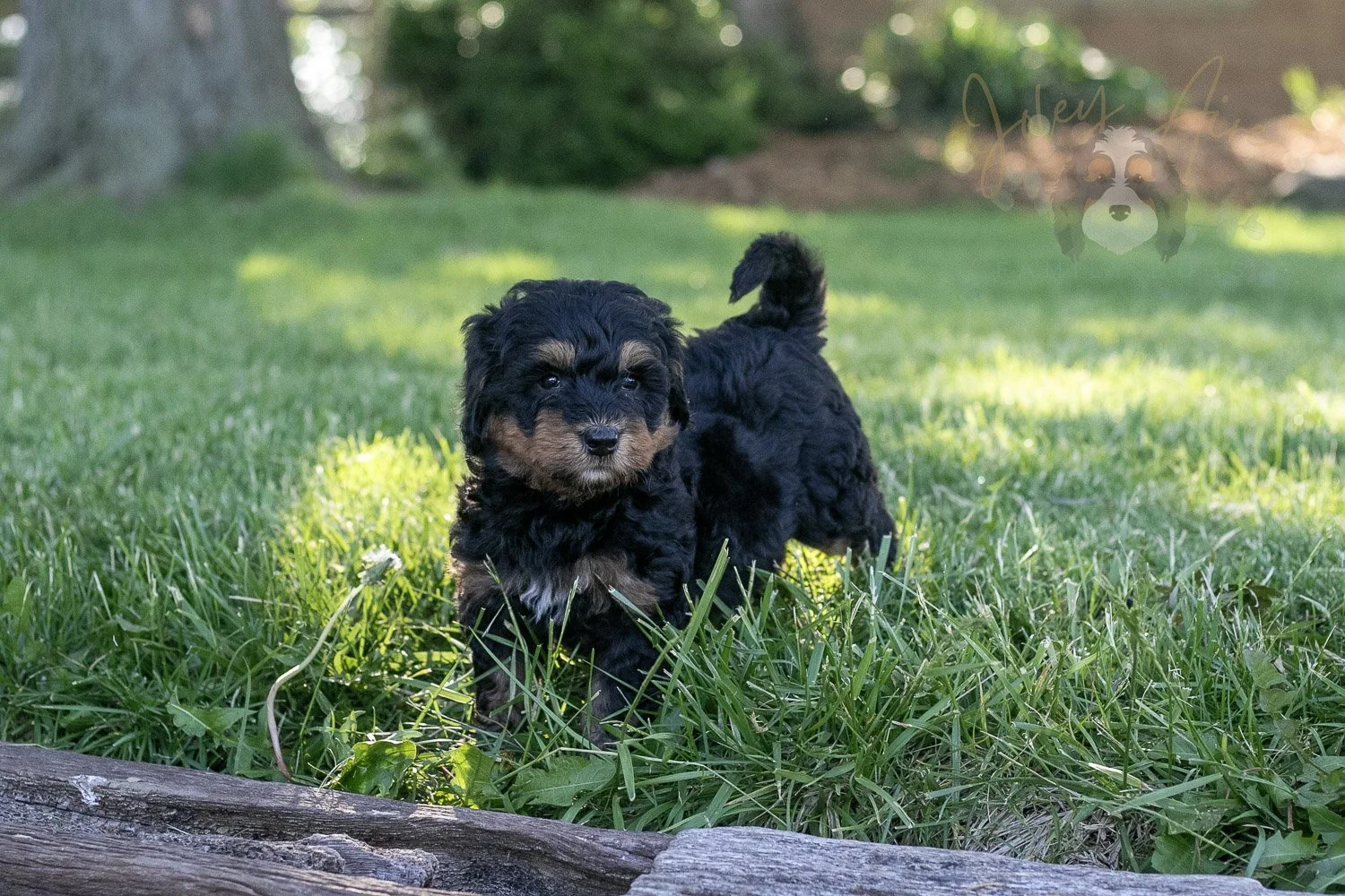 Guitar Bernedoodle Puppy-15.jpg