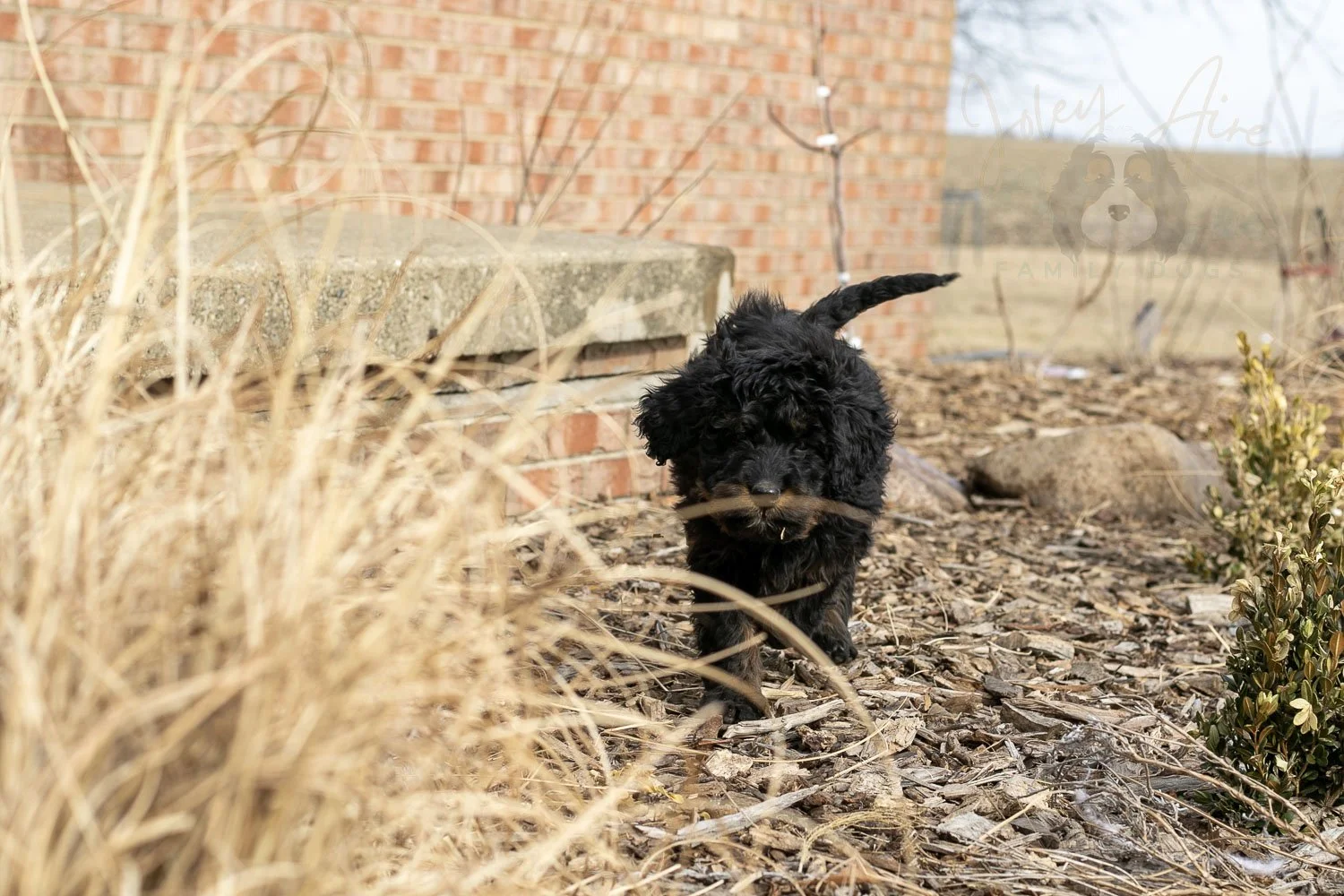 Aurora Bernedoodle Puppy-15.jpg