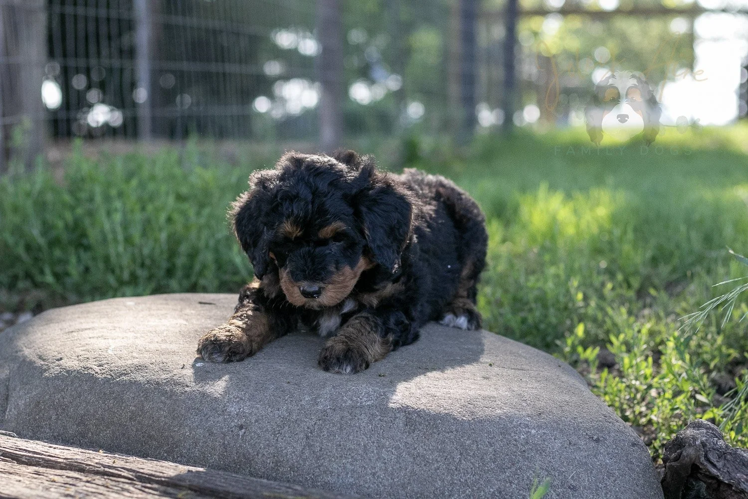 Banjo Bernedoodle Puppy-27.jpg
