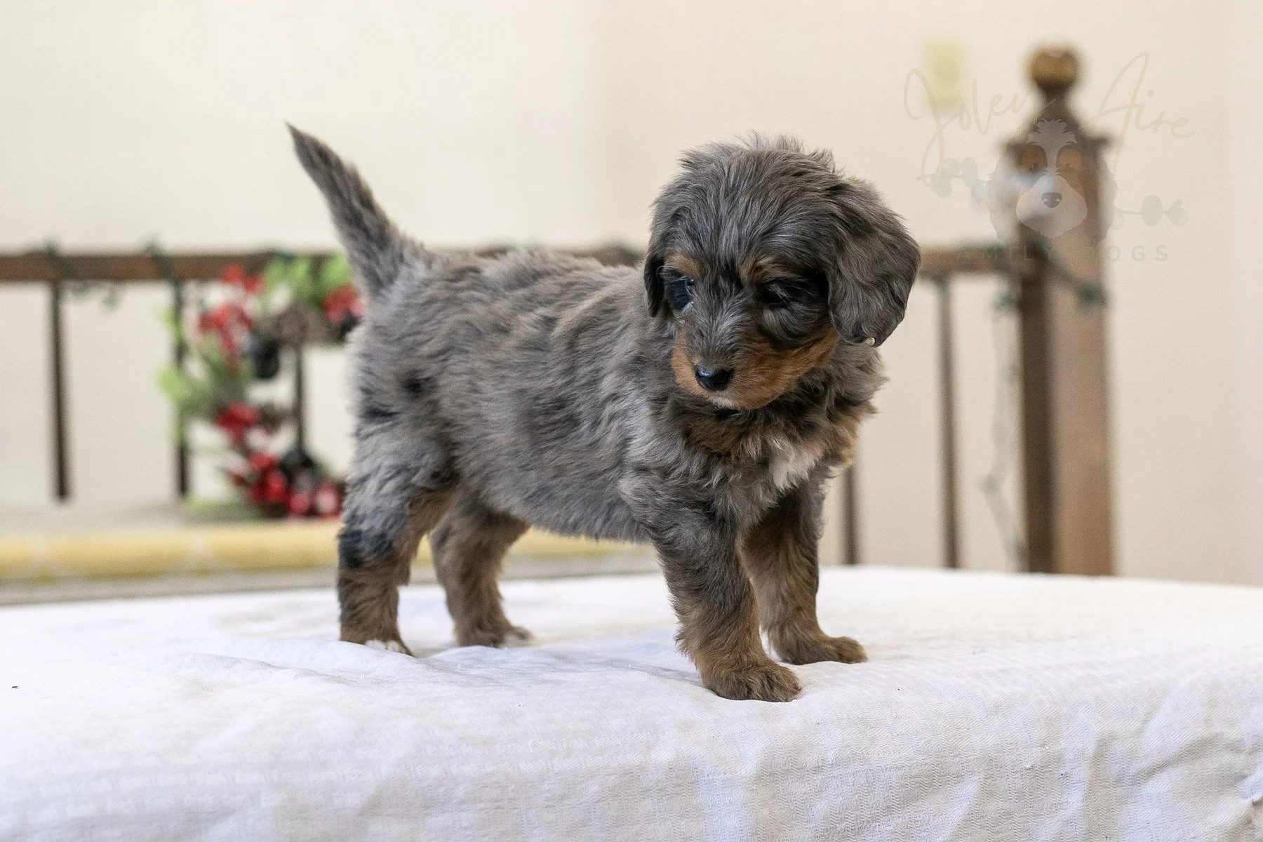 Eiger Bernedoodle Puppy-13.jpg