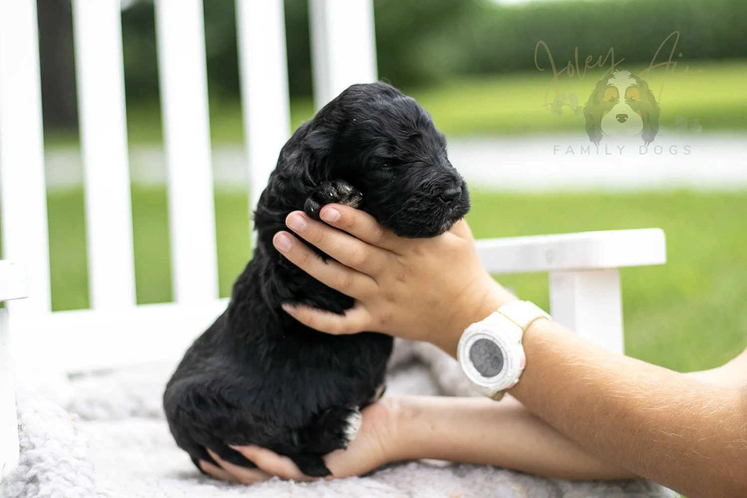 Claude Monet Bernedoodle Puppy-763.jpg