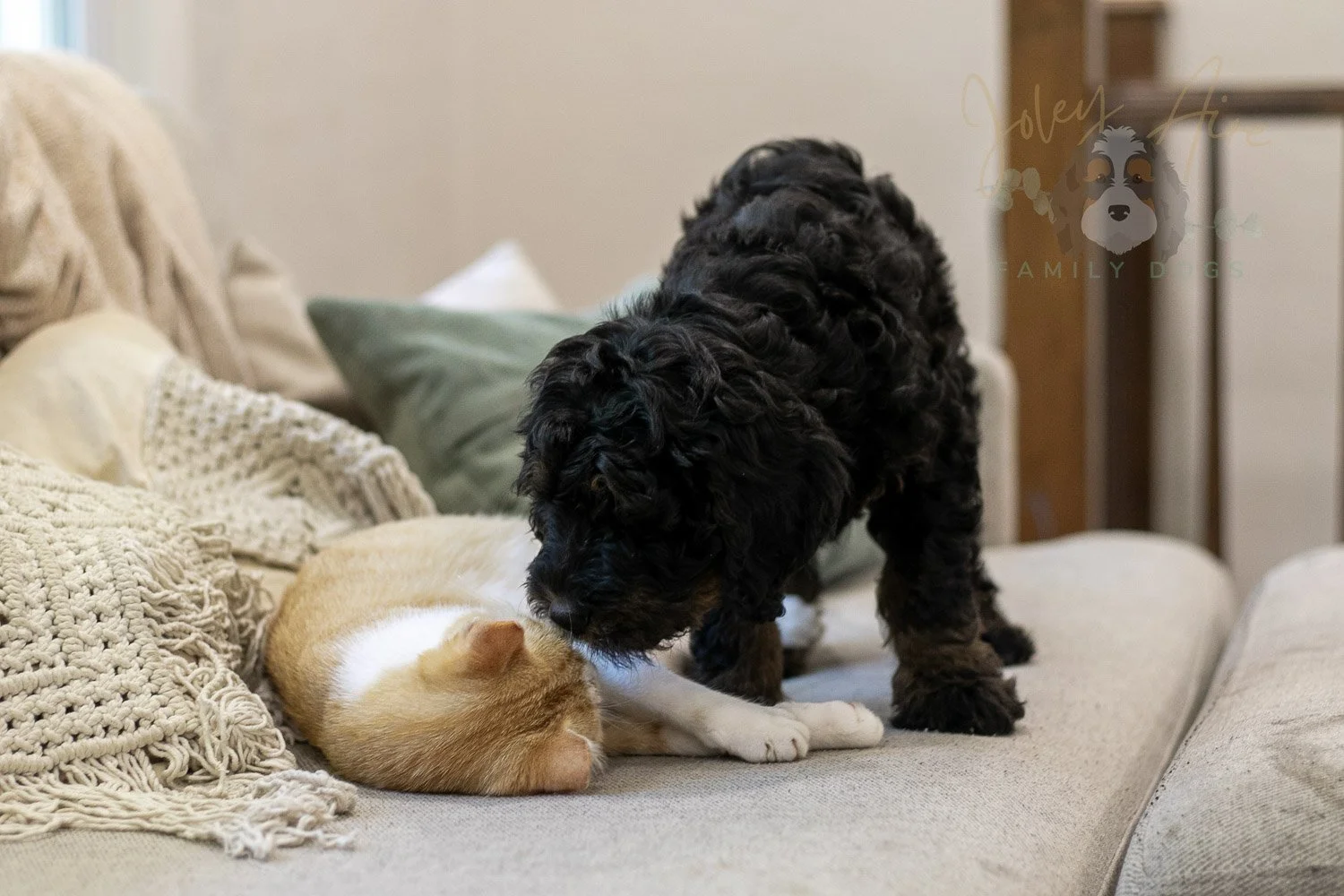 Acadia Bernedoodle Puppy-485.jpg