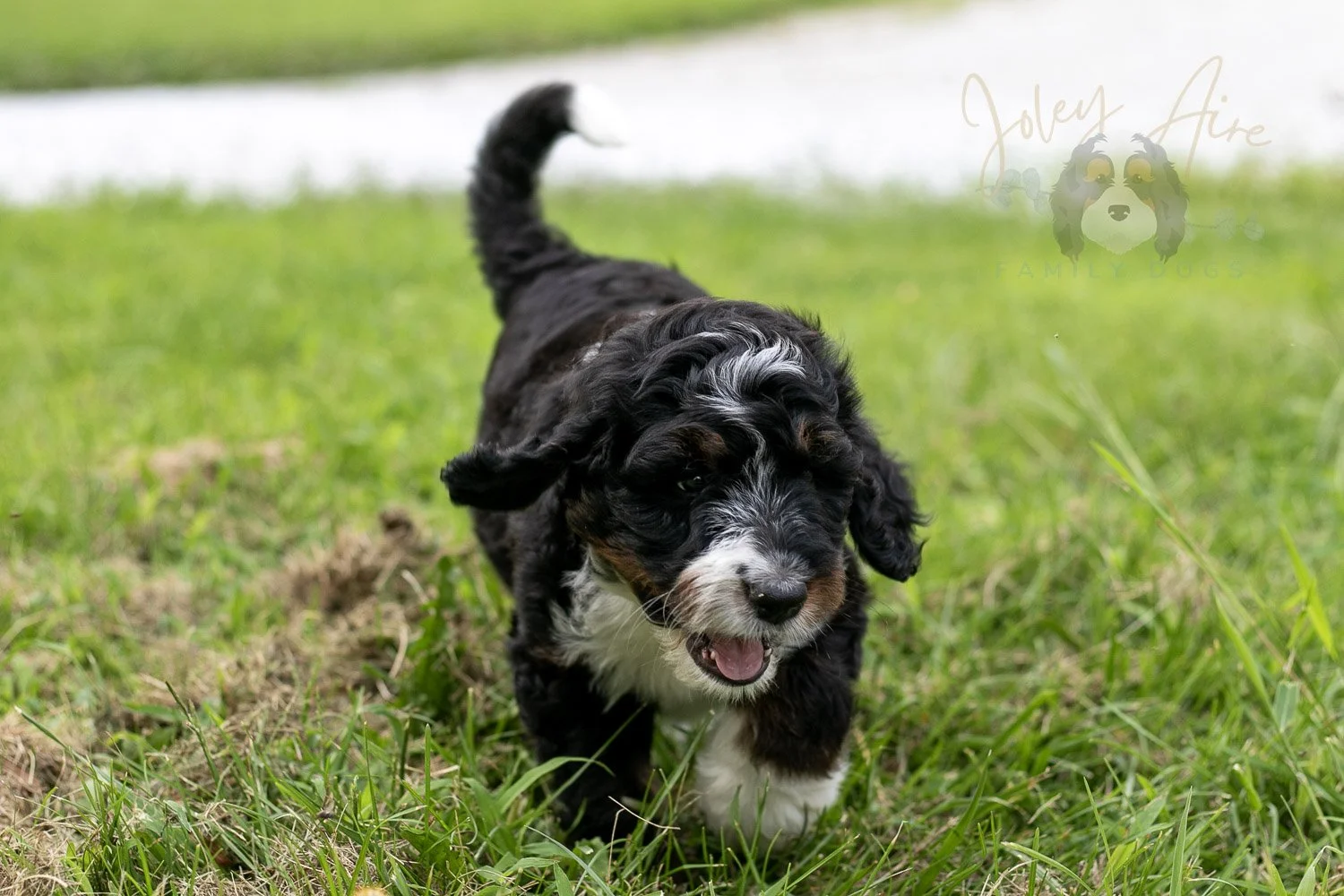 Yosemite Bernedoodle Puppy-83.jpg