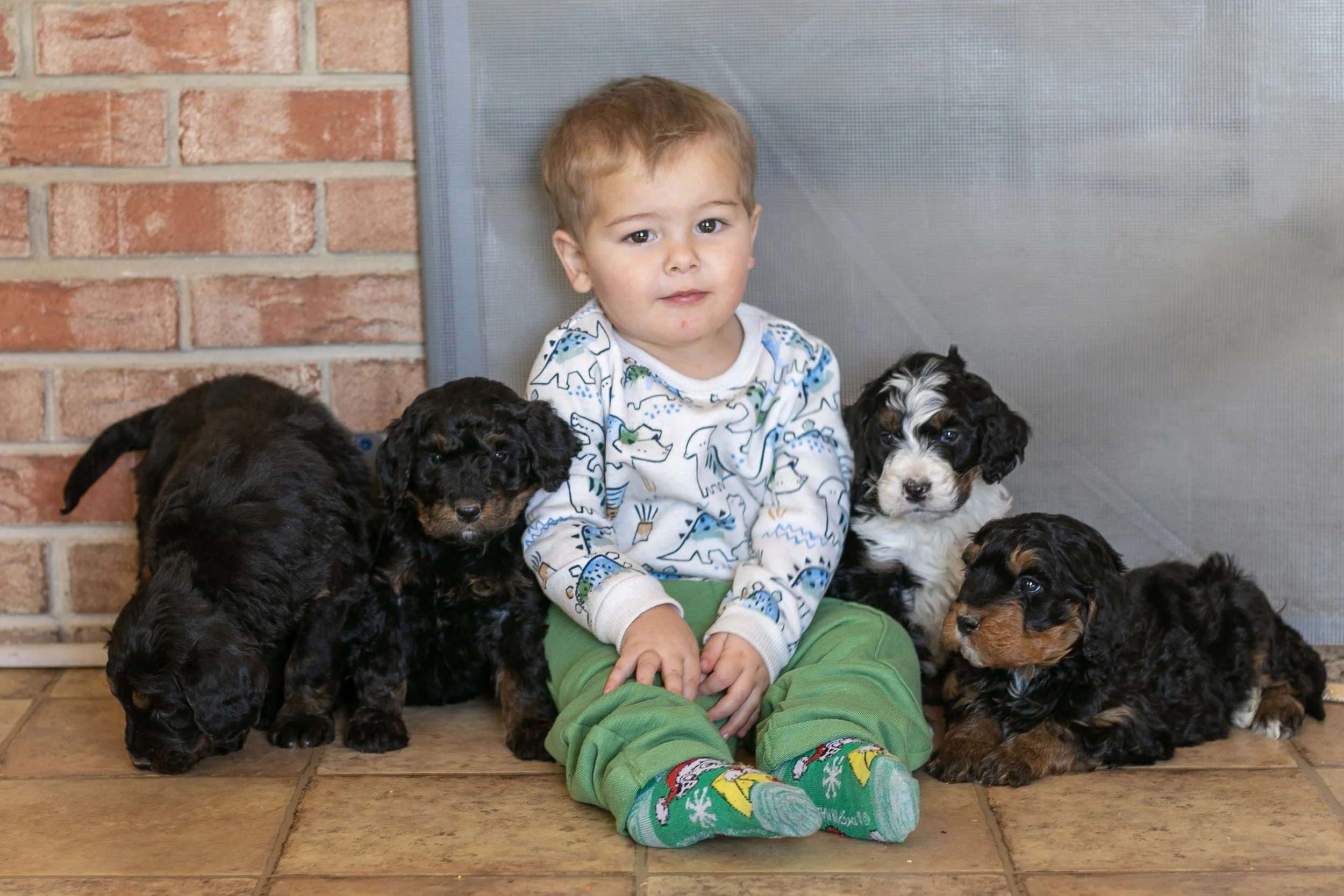 Whole Litter Disney Princess Litter-15.jpg