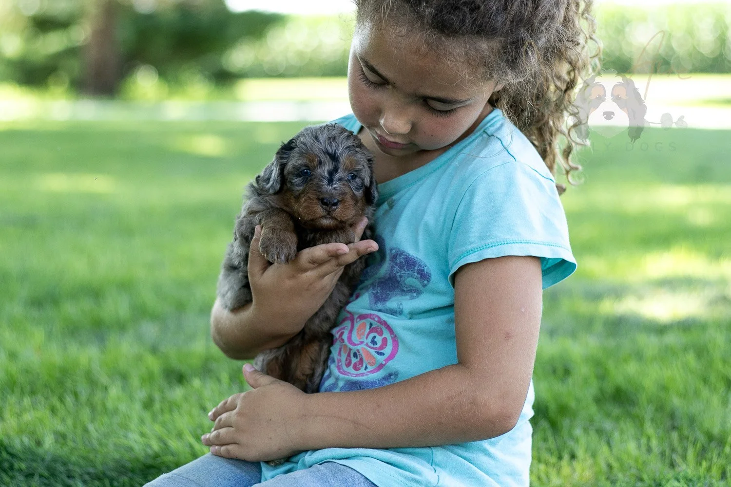 Marilla Cuthbert Bernedoodle Puppy-474.jpg