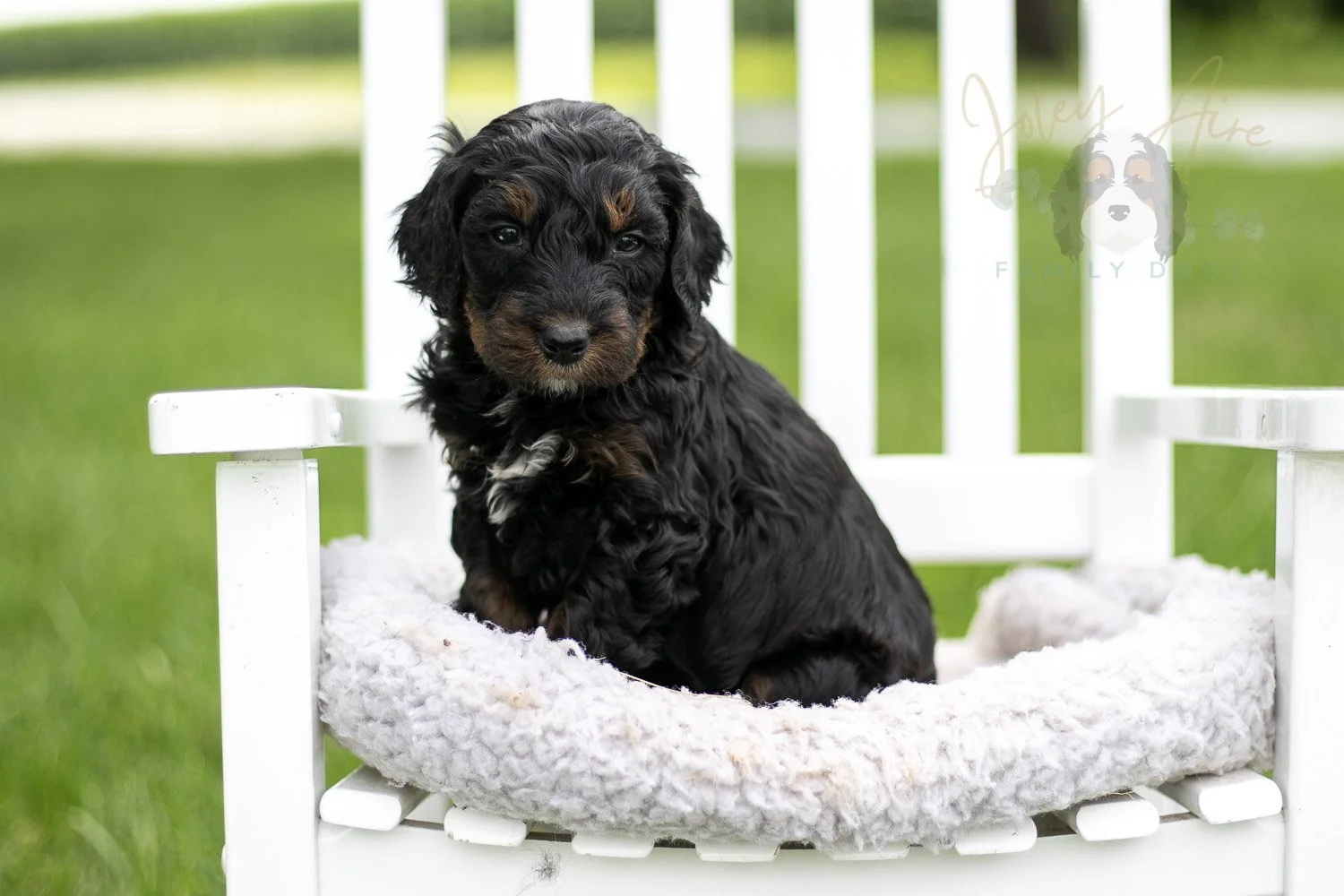 Acadia Bernedoodle Puppy-838.jpg