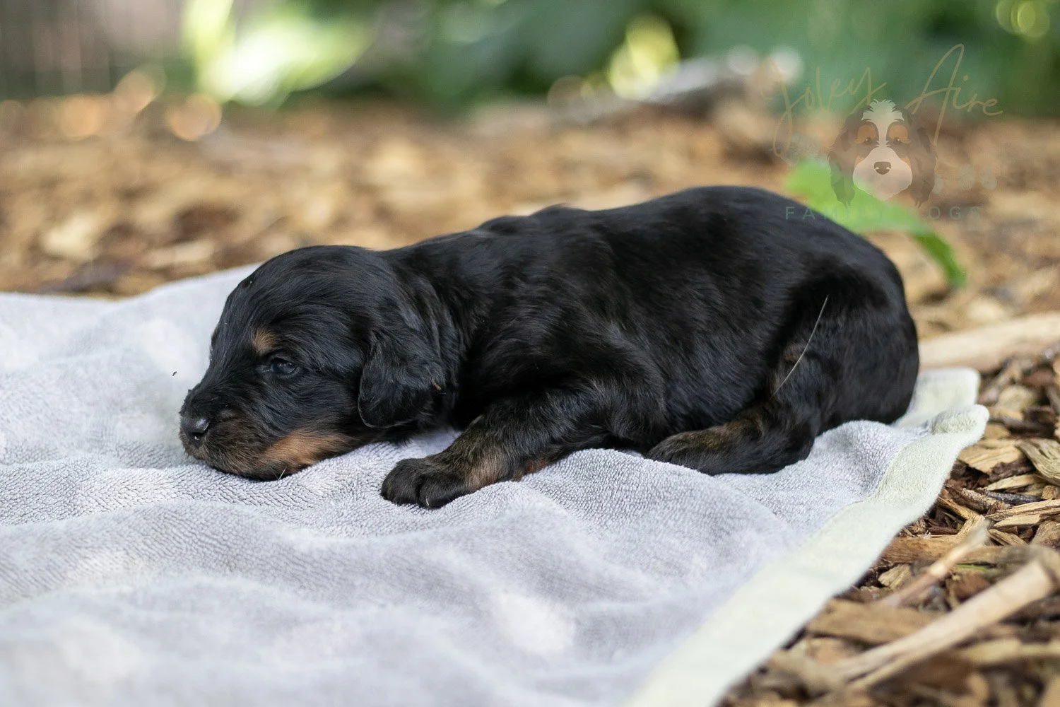Olympic Bernedoodle Puppy-125.jpg