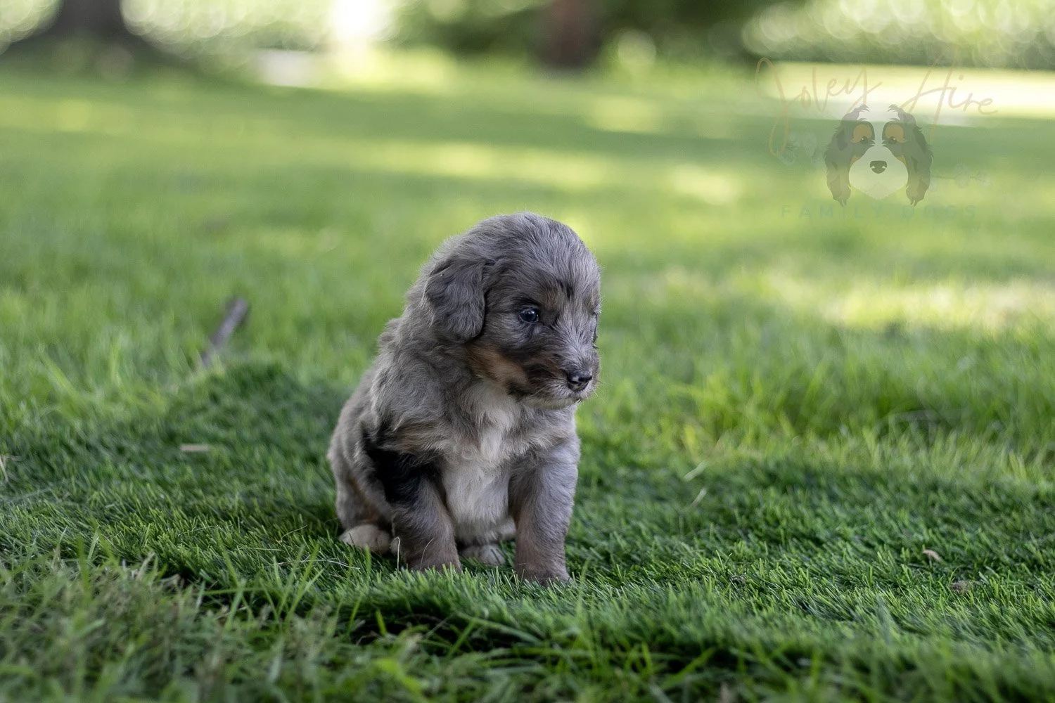 Matthew Cuthbert Bernedoodle Puppy-598.jpg