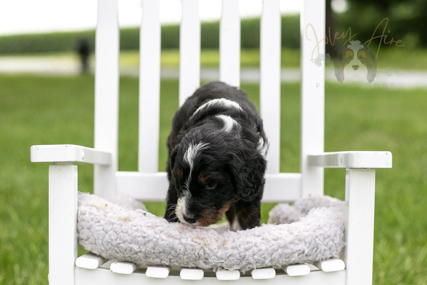 Yosemite Bernedoodle Puppy-961.jpg