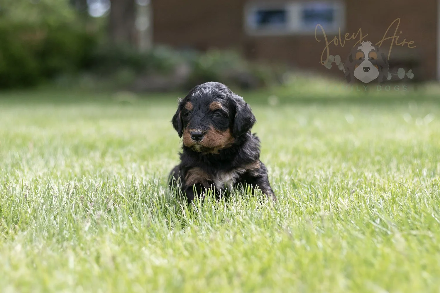 Banjo Bernedoodle Puppy-49.jpg