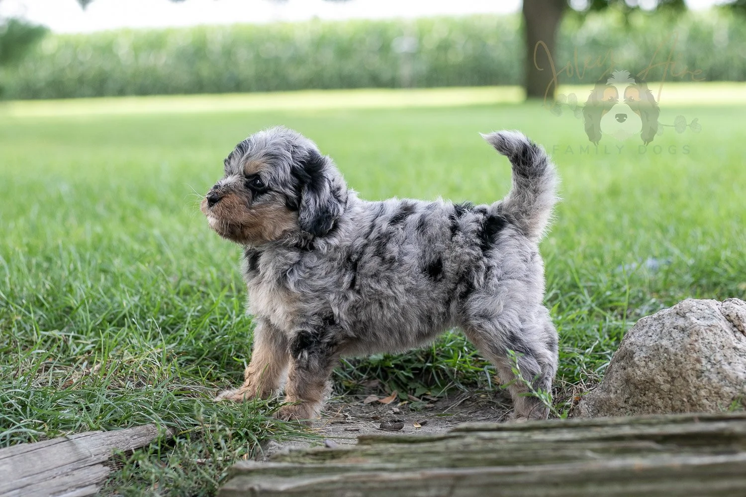 Frida Bernedoodle Puppy-141.jpg