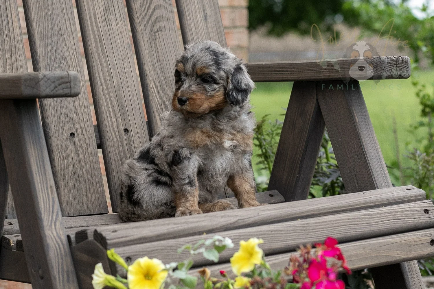 Ukulele Bernedoodle Puppy-17.jpg
