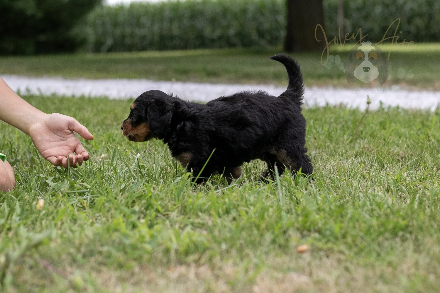 Mini Mae Bernedoodle Puppy-89.jpg
