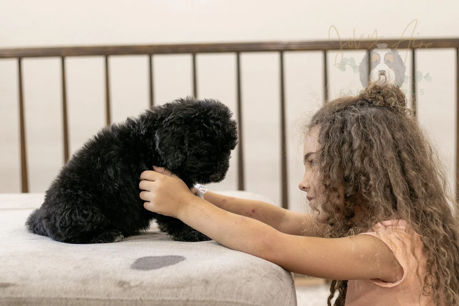 Claude Bernedoodle Puppy-252.jpg