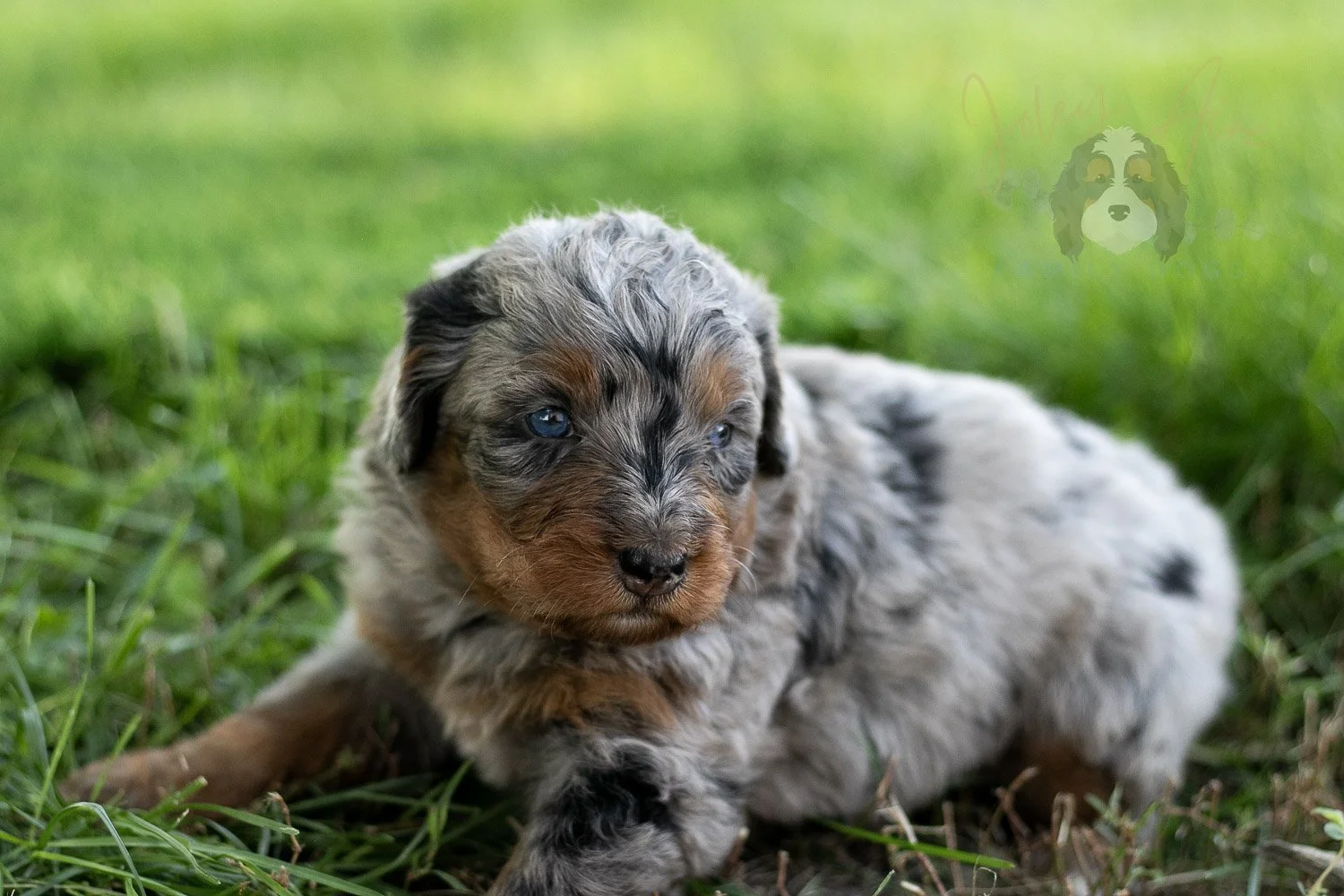 Marilla Cuthbert Bernedoodle Puppy-469.jpg