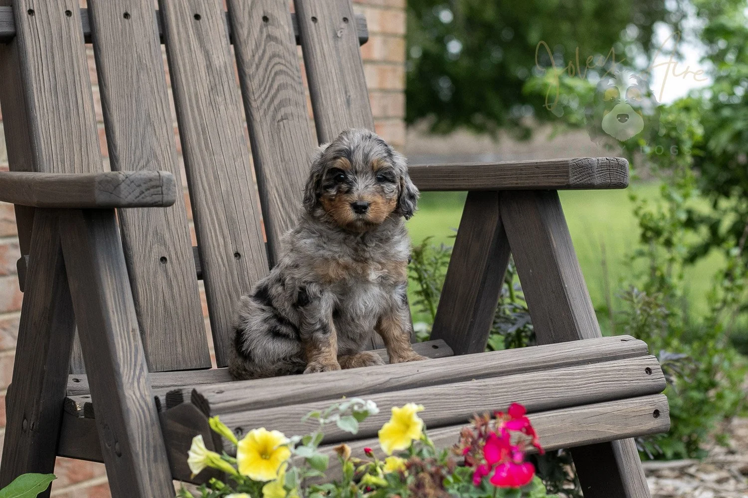 Ukulele Bernedoodle Puppy-14.jpg