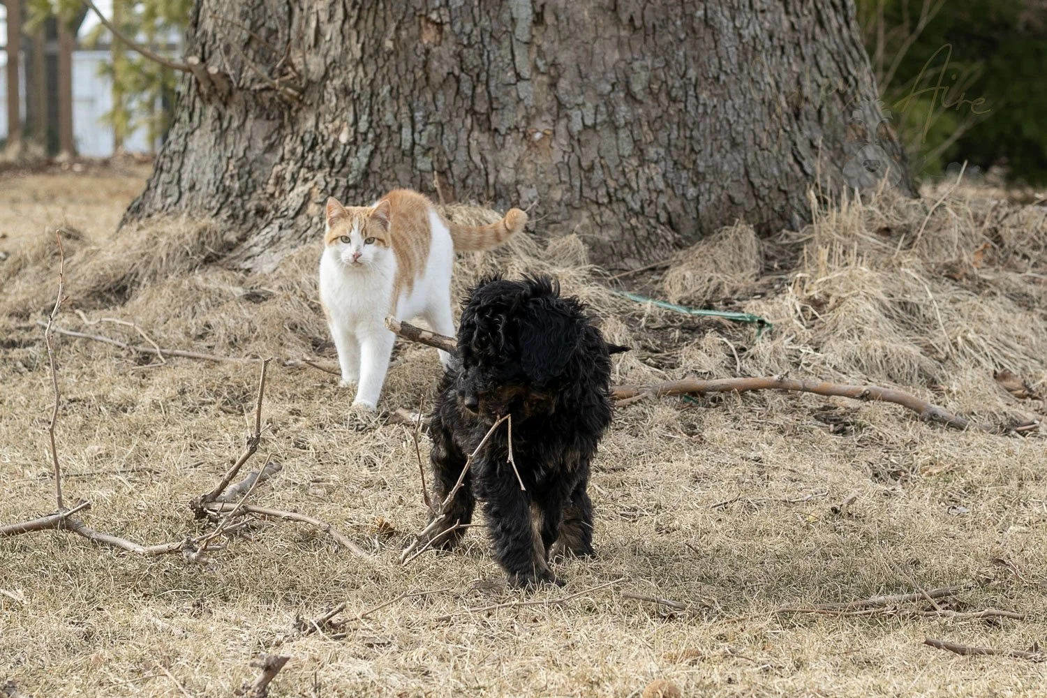 Aurora Bernedoodle Puppy-11.jpg