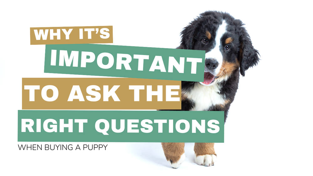 The Importance of Asking the Right Questions When Buying a Puppy ...