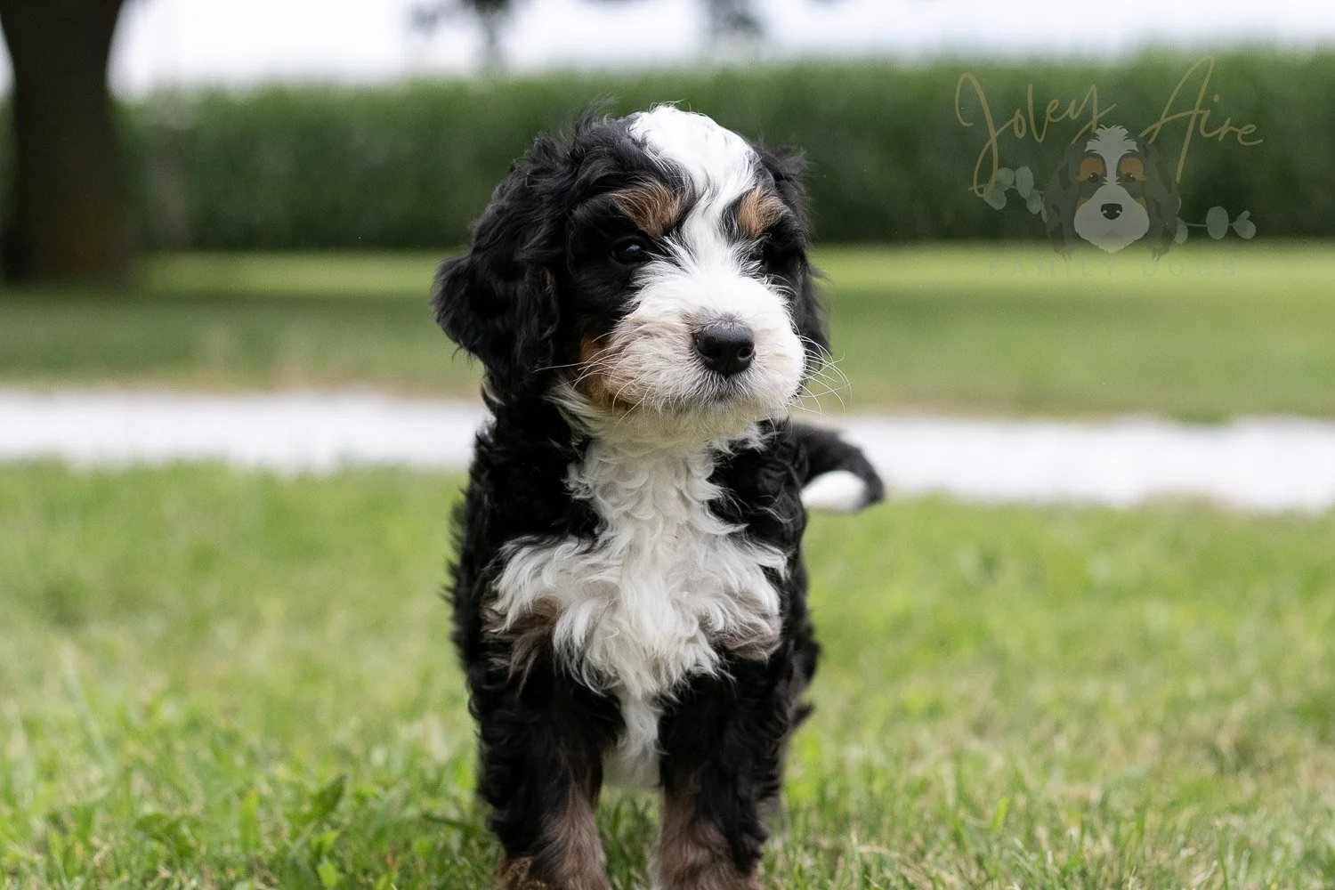 Yellowstone Bernedoodle Puppy-51.jpg