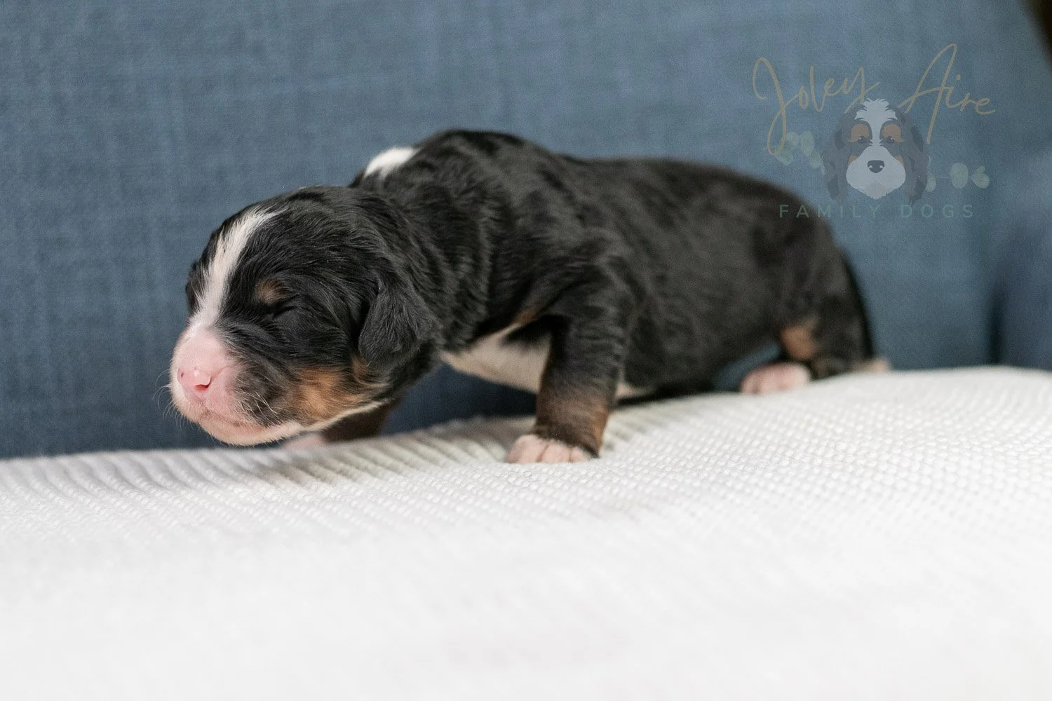 Ashley Bernedoodle Puppy-35.jpg