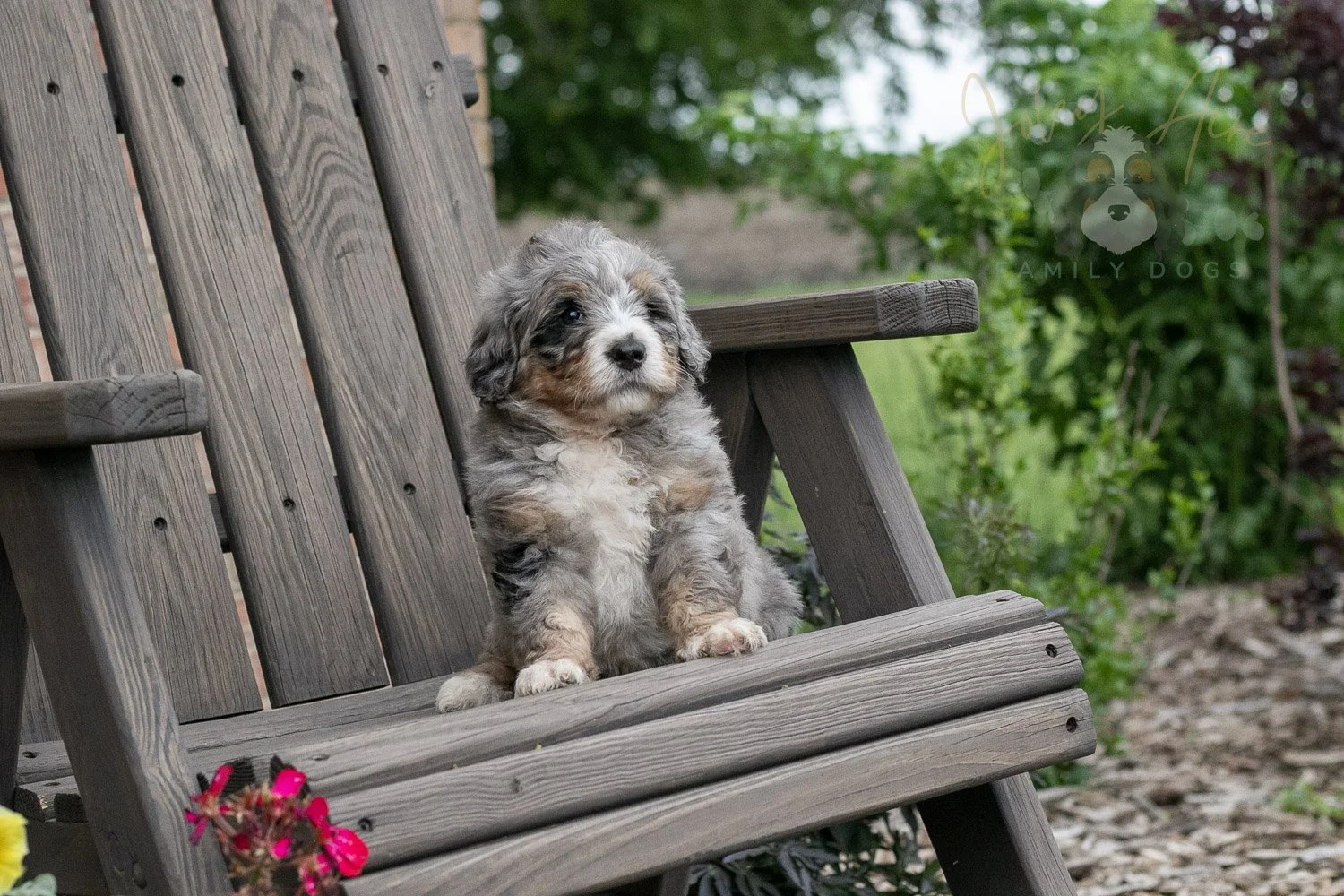 Drum Bernedoodle Puppy-6.jpg
