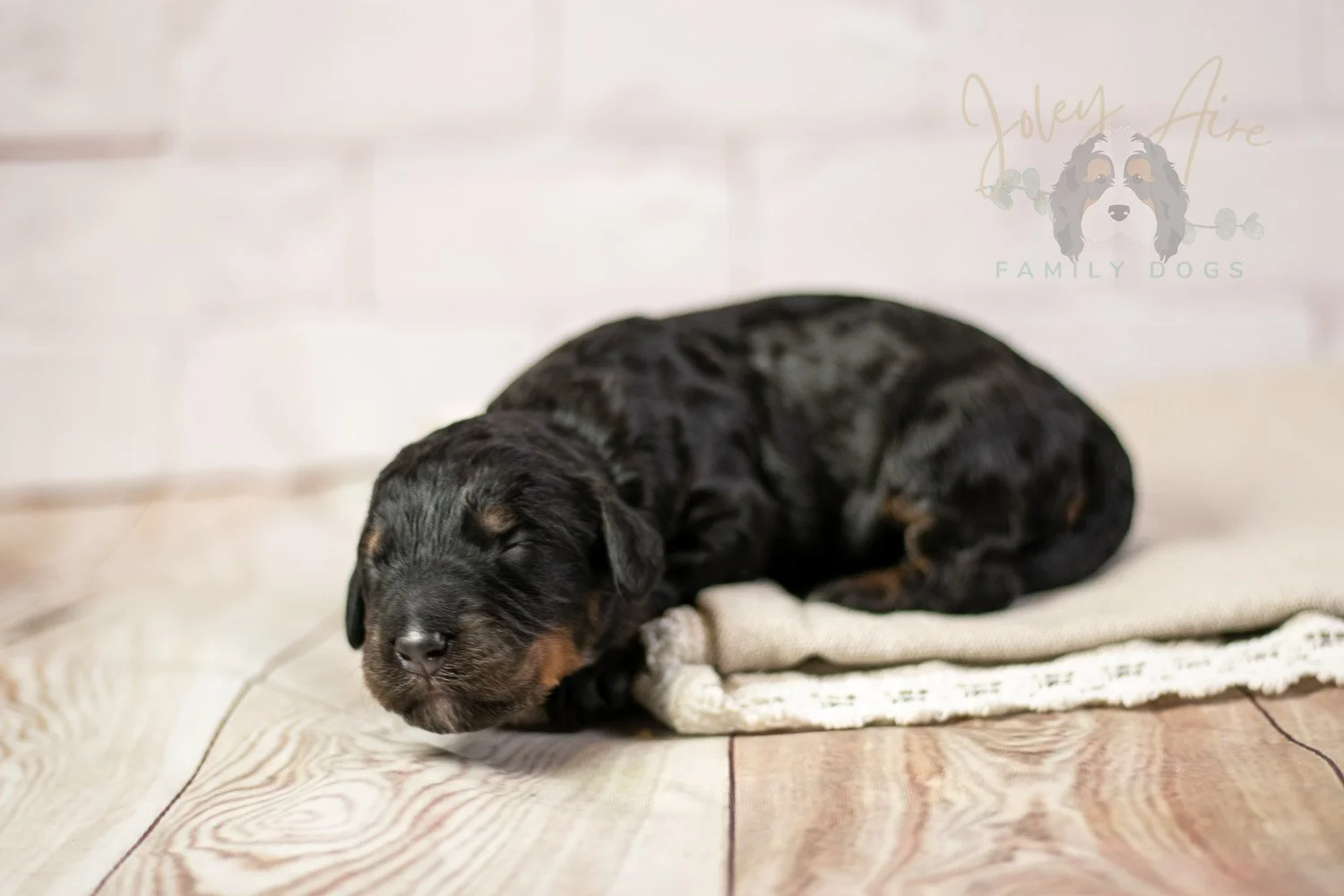 Acadia Bernedoodle Puppy-145.jpg