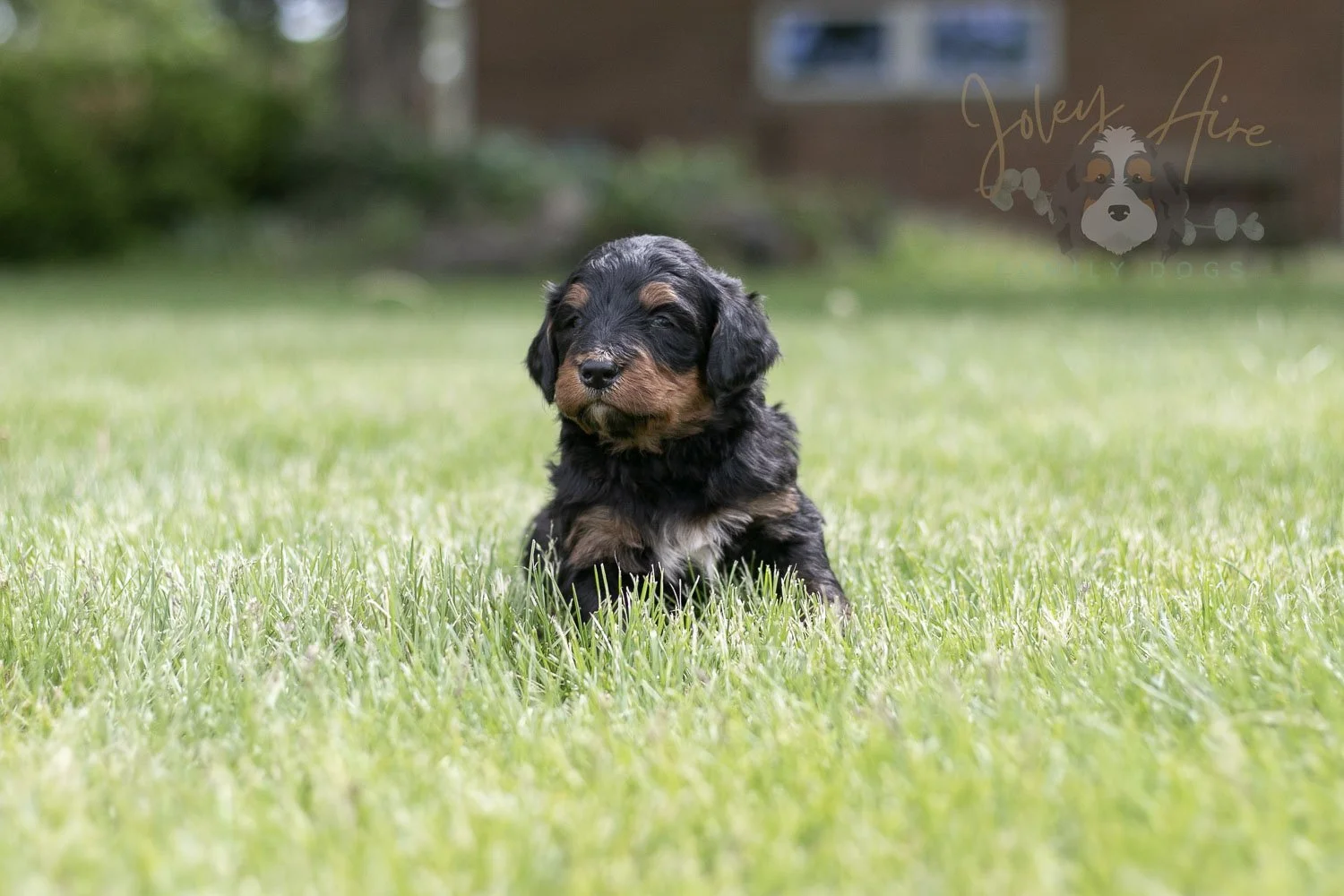 Banjo Bernedoodle Puppy-47.jpg