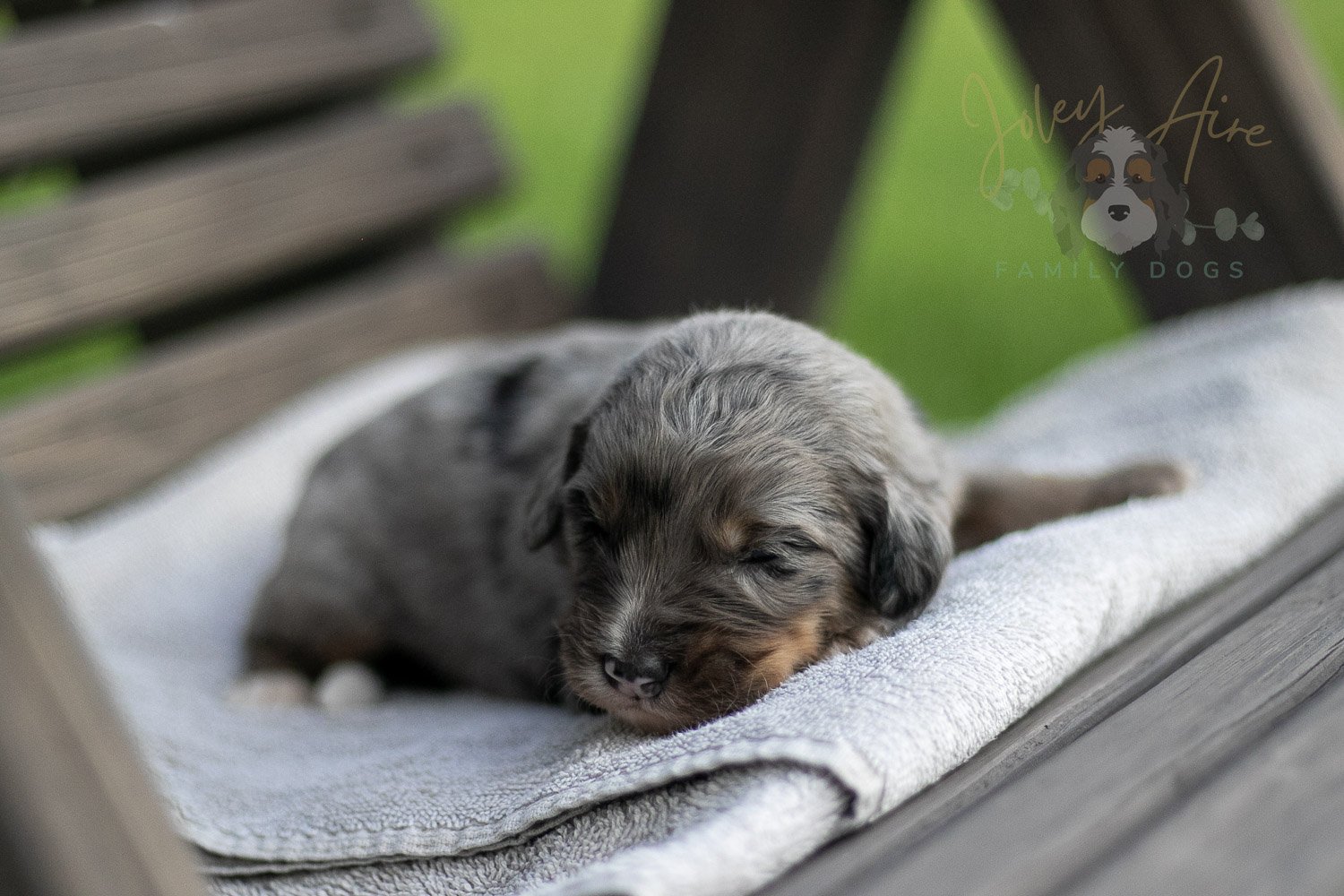 Matthew Cuthbert Bernedoodle Puppy-27.jpg