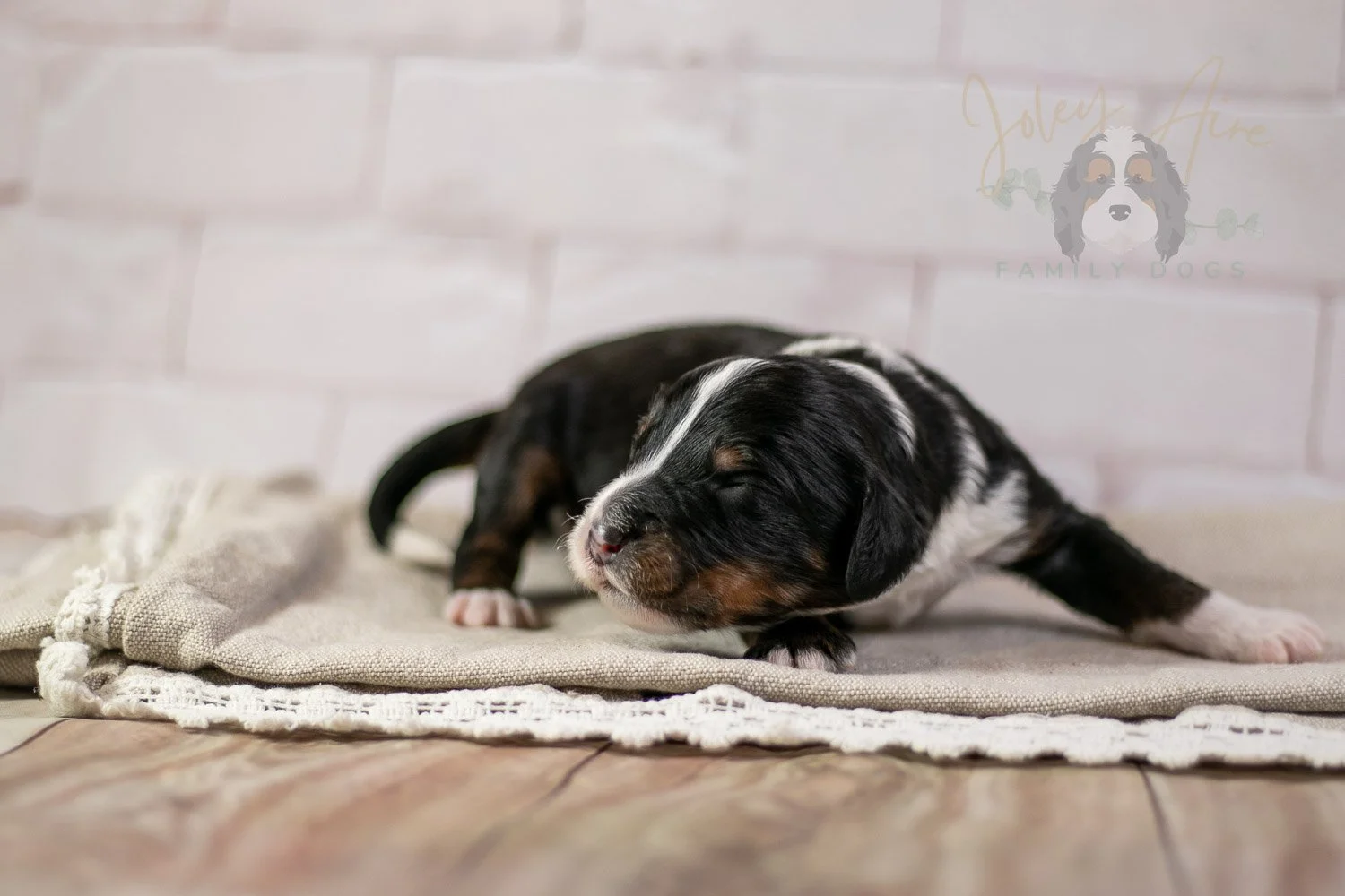 Yosemite Bernedoodle Puppy-178.jpg
