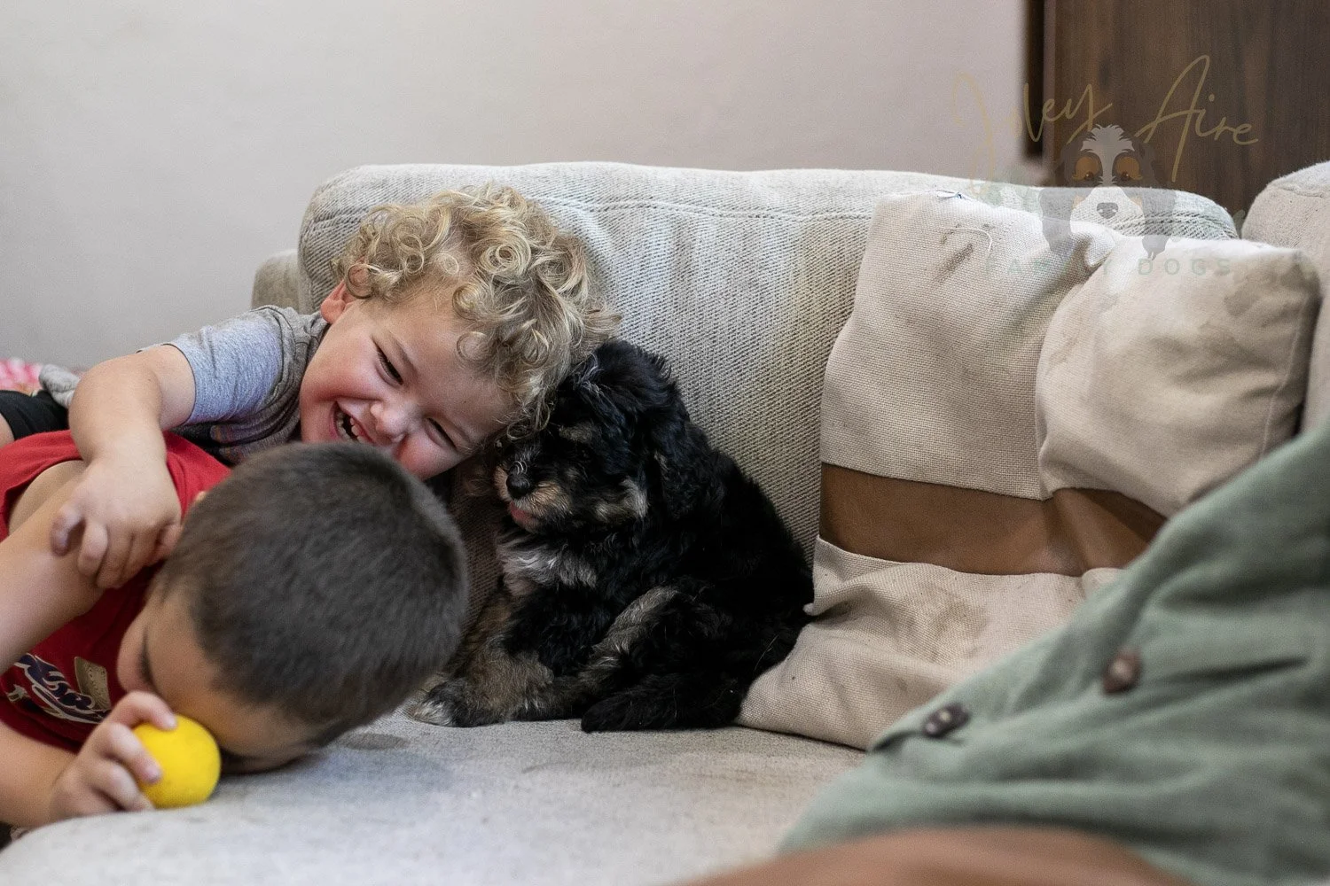 Georgia Bernedoodle Puppy-419.jpg