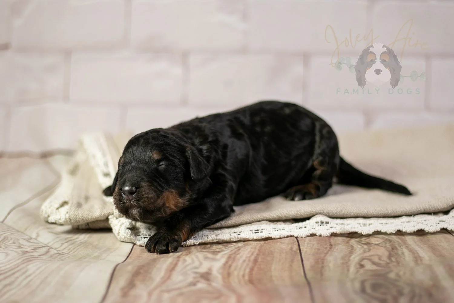 Acadia Bernedoodle Puppy-133.jpg