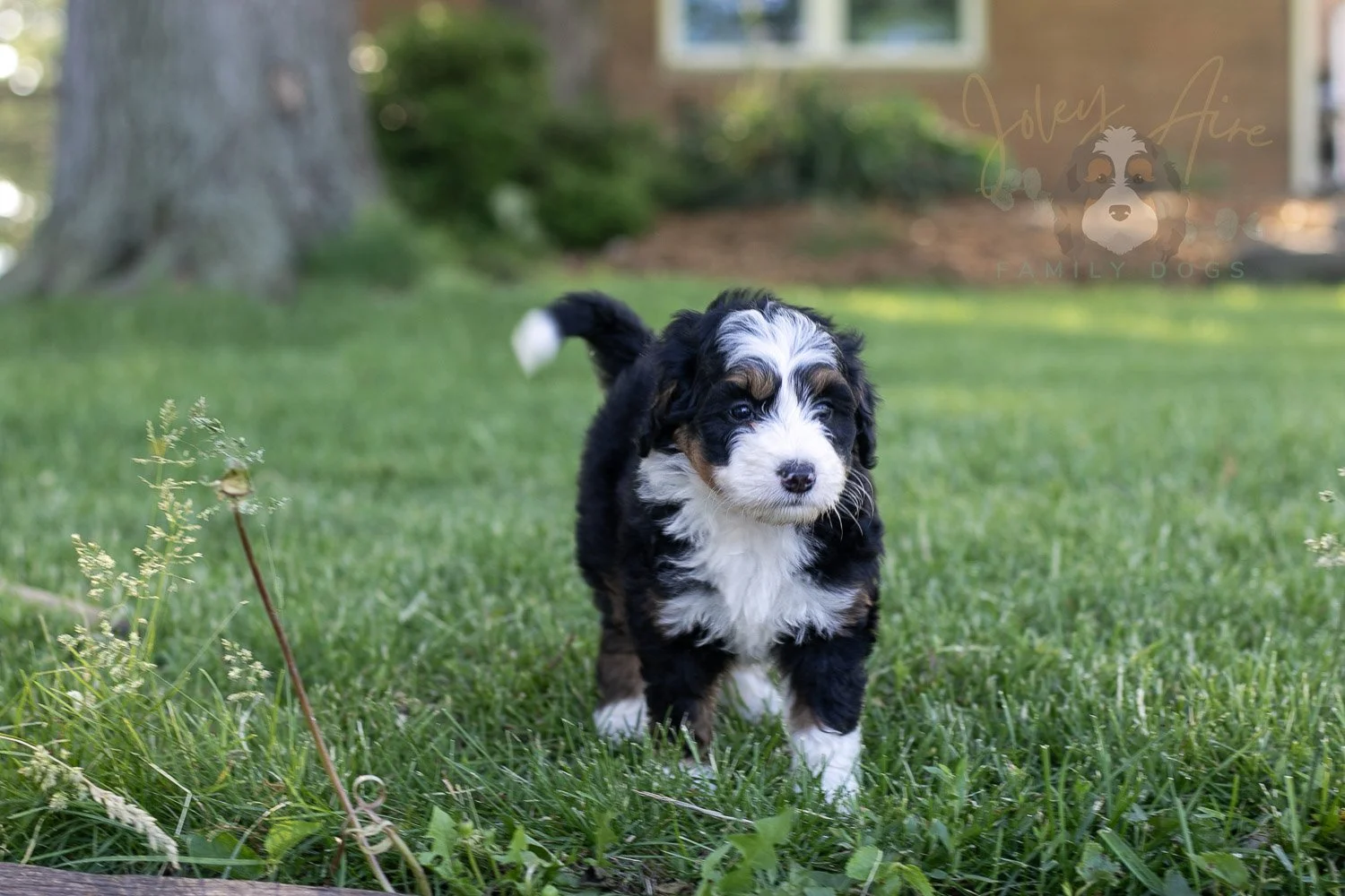 Harmonica Bernedoodle Puppy-11.jpg