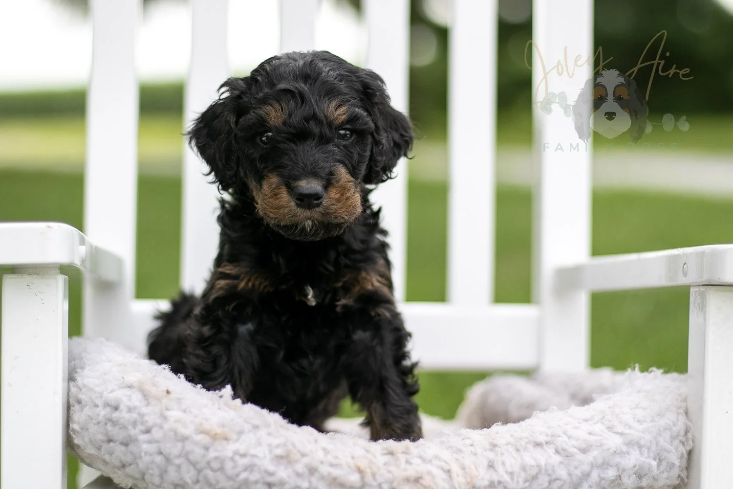 Bryce Bernedoodle Puppy-797.jpg