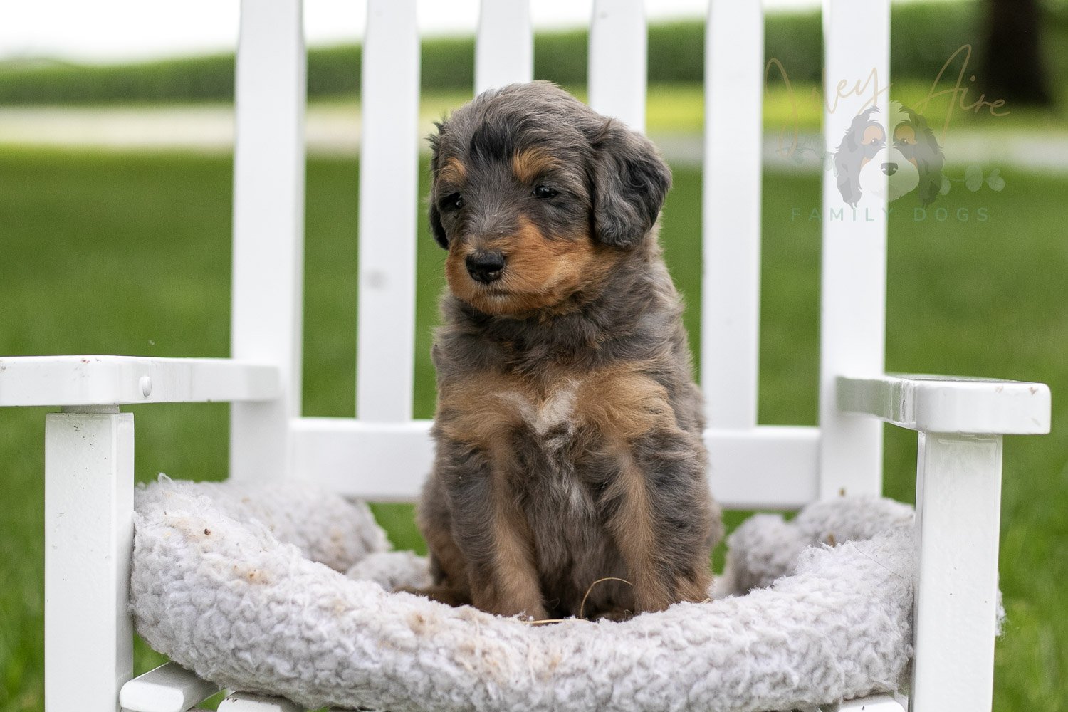 Josie Pye Bernedoodle Puppy-909.jpg