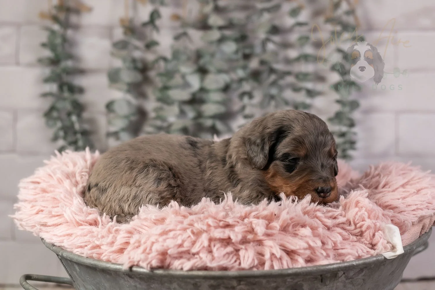 Flute Bernedoodle Puppy-23.jpg