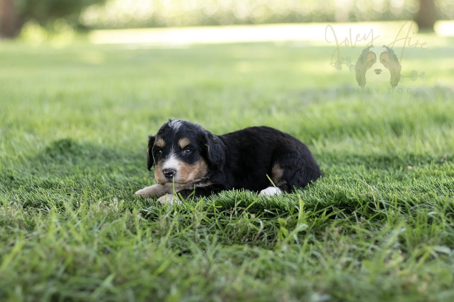 Walter Shirley Bernedoodle Puppy-453.jpg