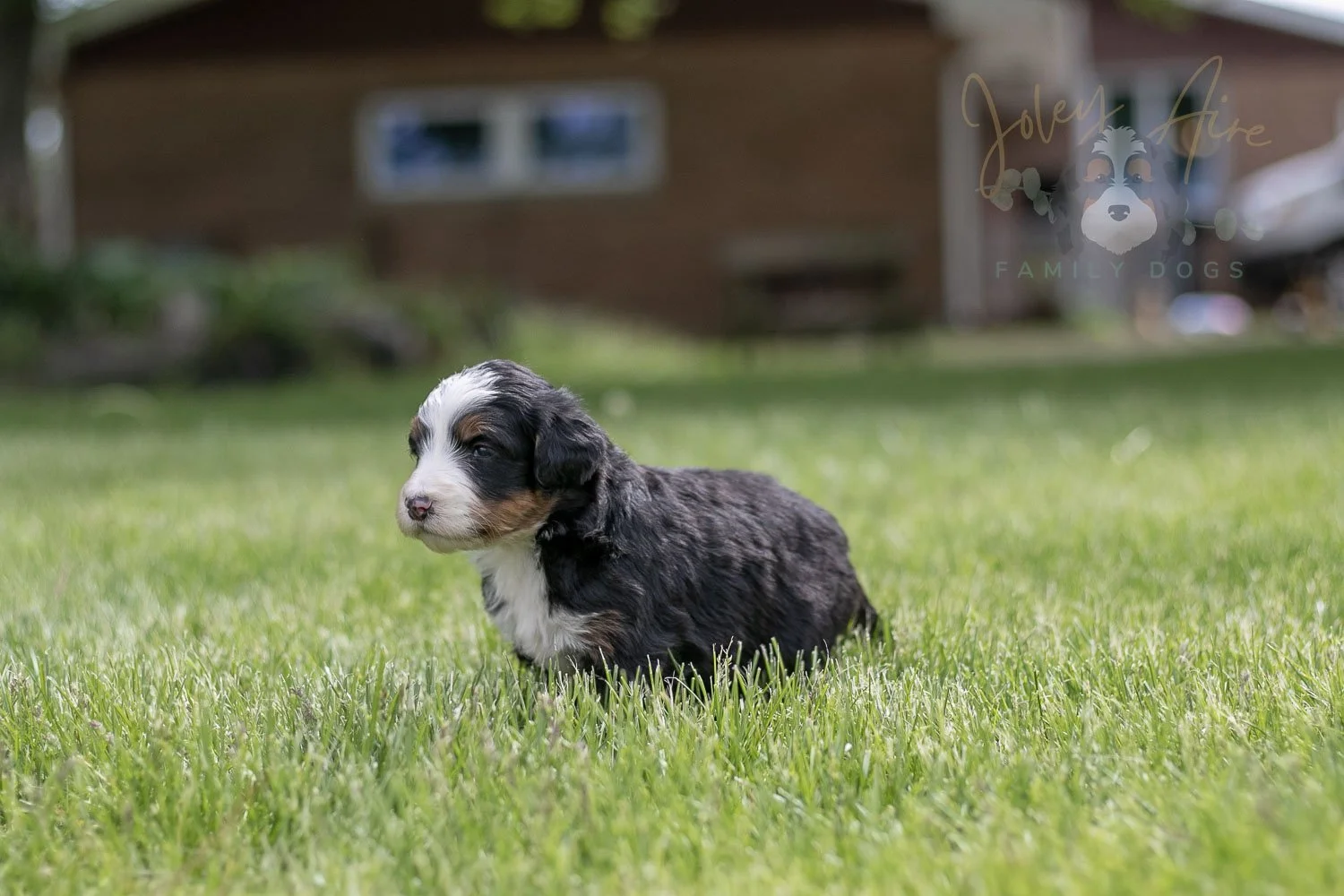 Harmonica Bernedoodle Puppy-44.jpg