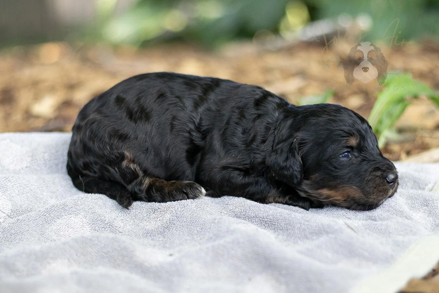 Denali Bernedoodle Puppy-107.jpg
