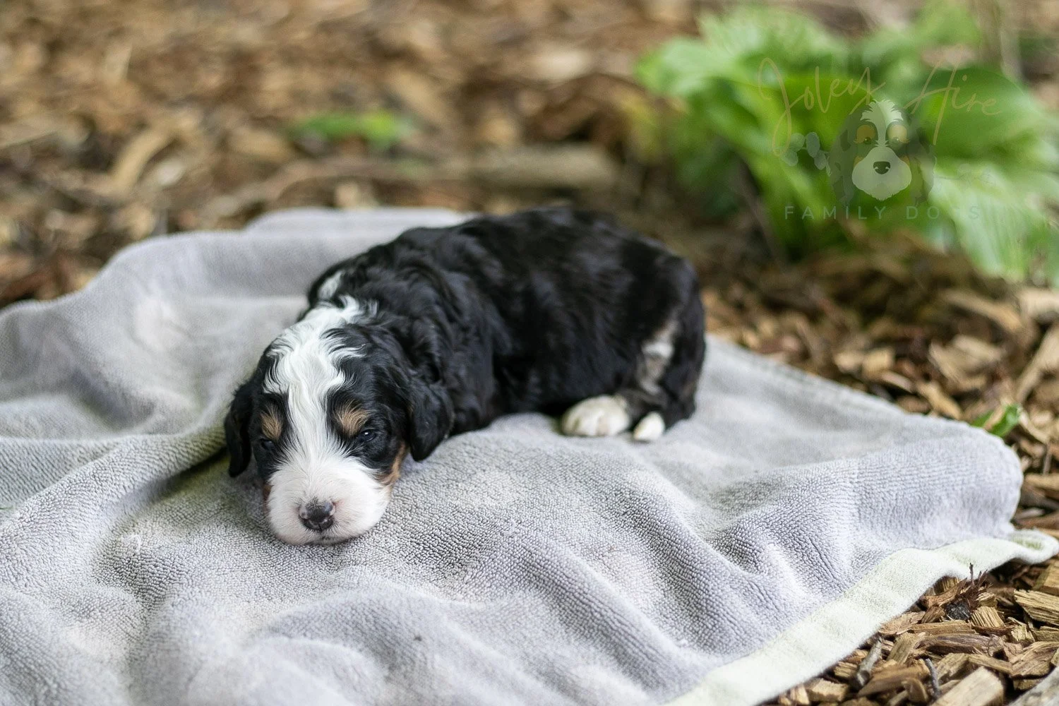 Yellowstone Bernedoodle Puppy-175.jpg