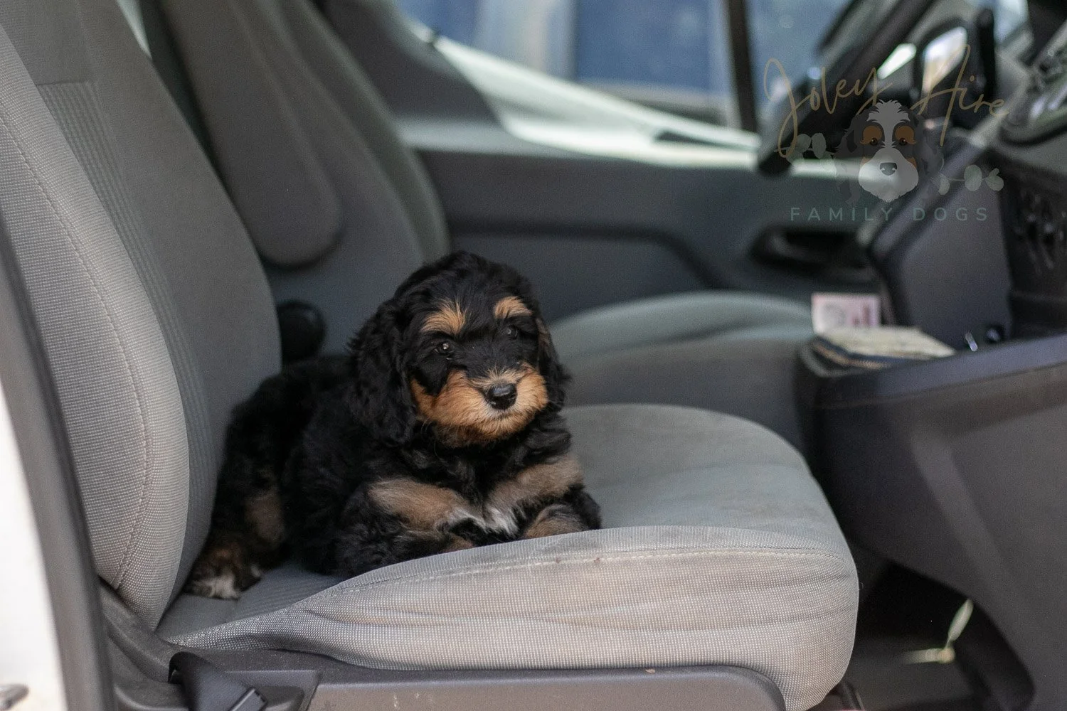 Mini Mae Bernedoodle Puppy-382.jpg