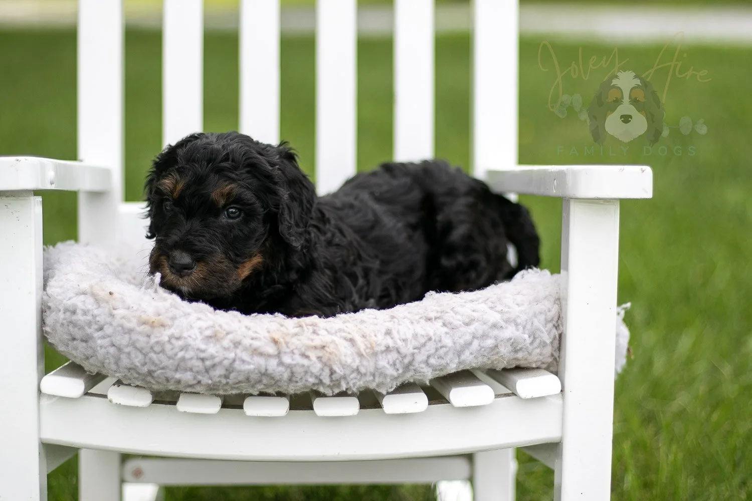 Denali Bernedoodle Puppy-849.jpg