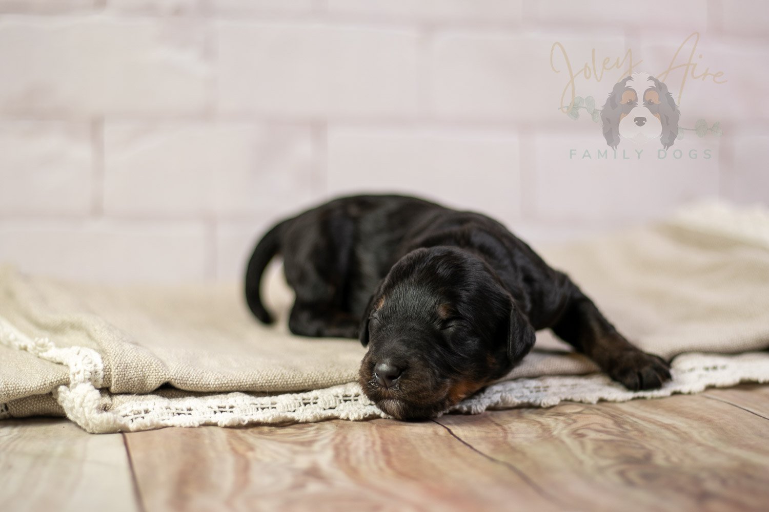 Denali Bernedoodle Puppy-159.jpg