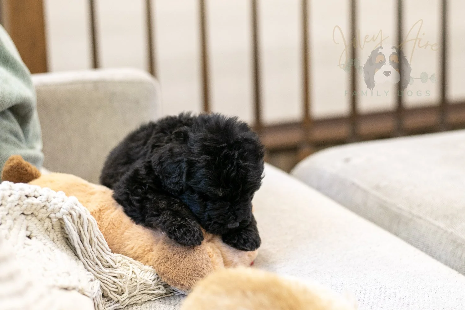 Andy Bernedoodle Puppy-276.jpg