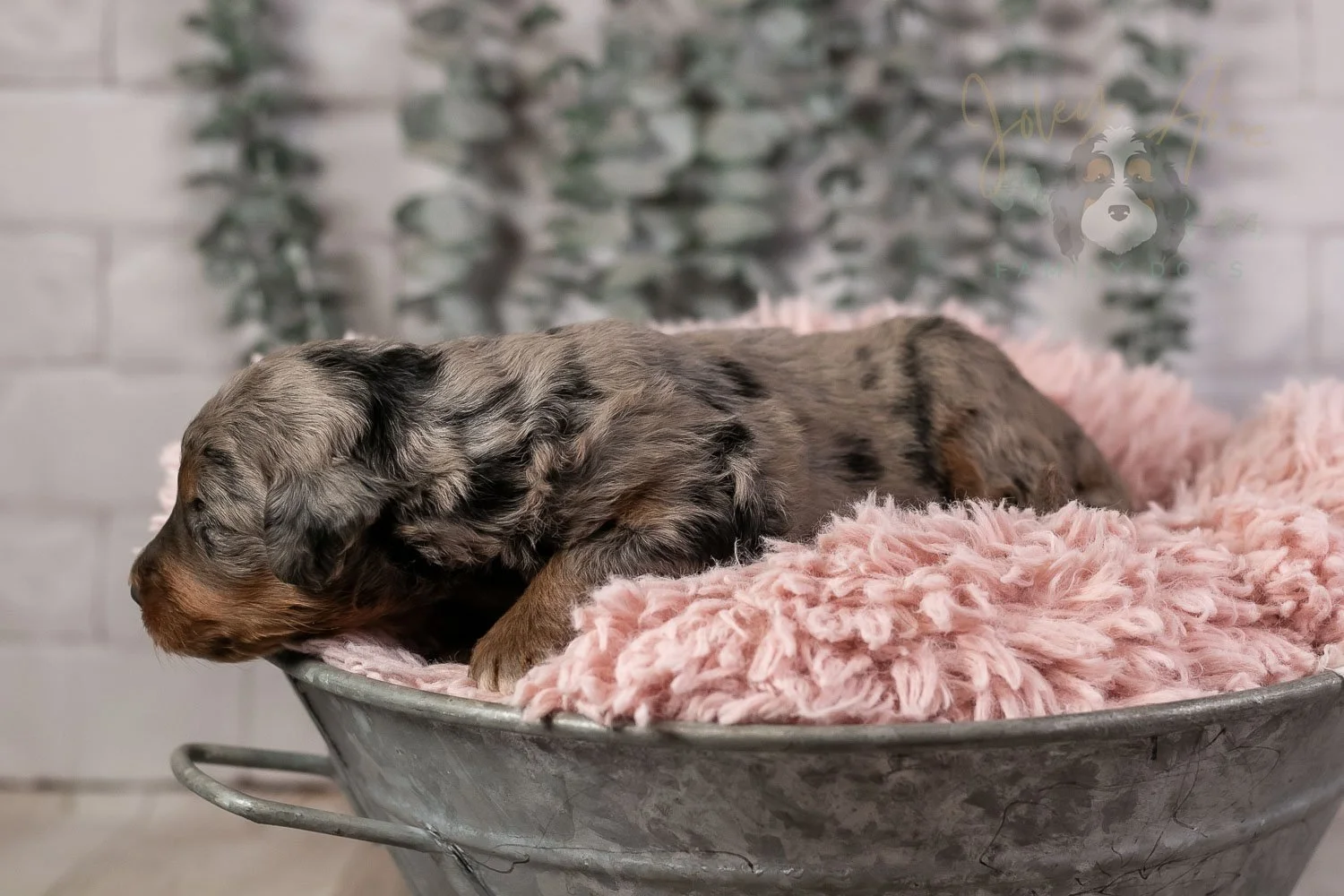 Flute Bernedoodle Puppy-21.jpg