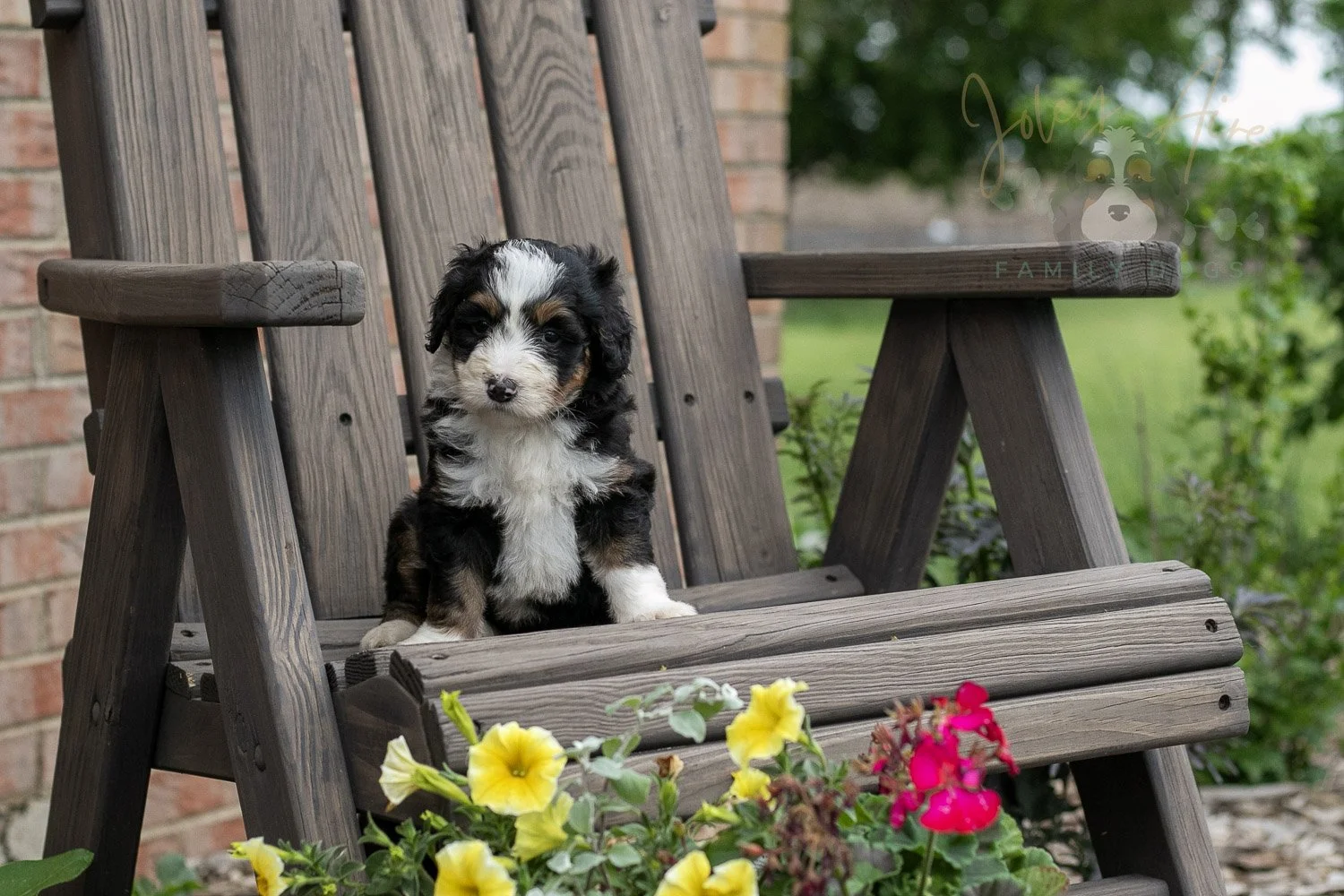 Harmonica Bernedoodle Puppy-8.jpg