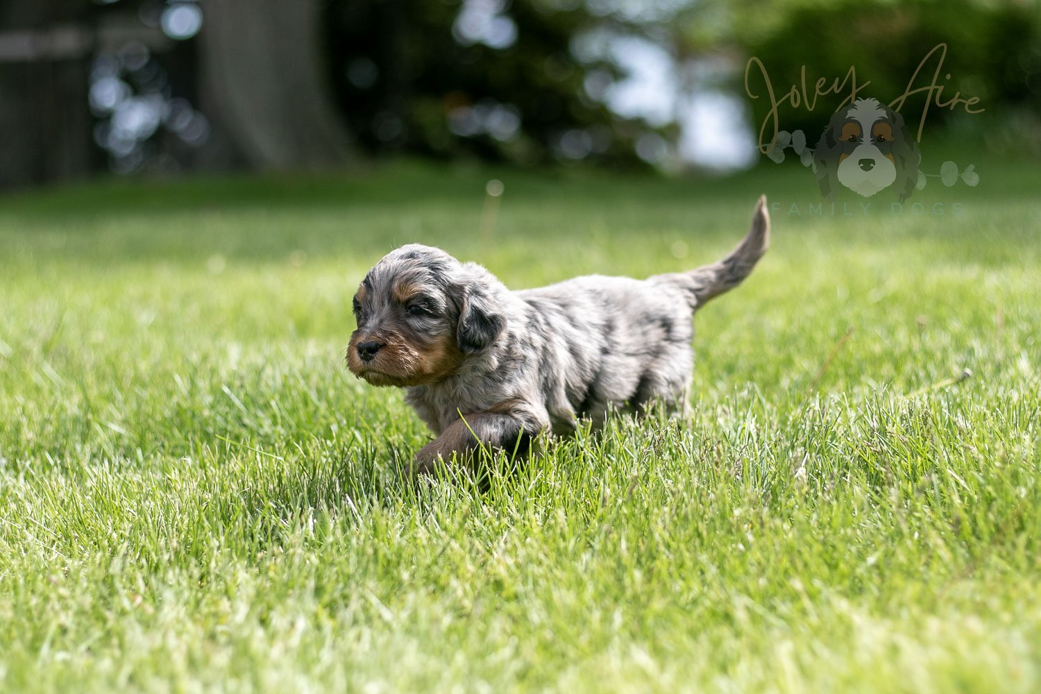 Ukelele Bernedoodle Puppy-24.jpg