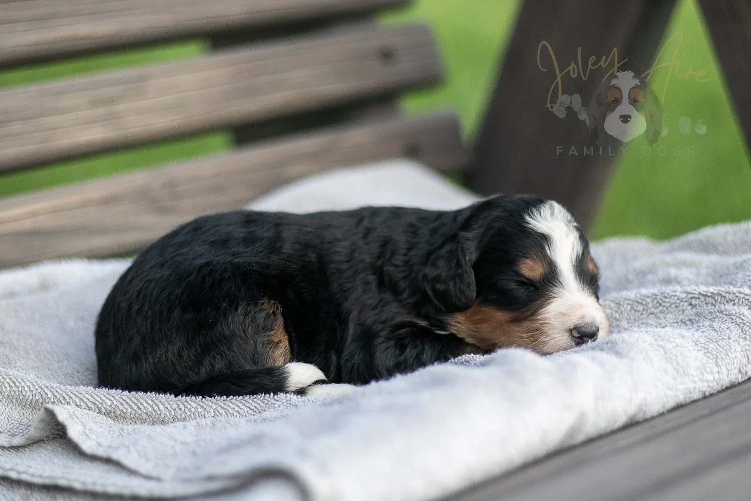 Diana Barry Bernedoodle Puppy-15.jpg